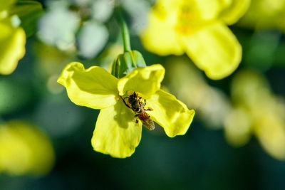 Close-up of bee pollinating on yellow flower