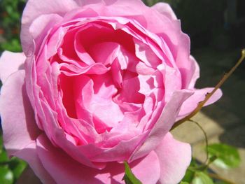 Close-up of pink rose blooming outdoors