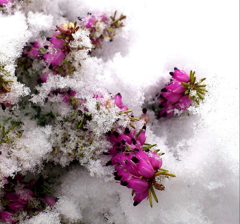 Flower in snow