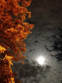 Low angle view of trees against sky at night