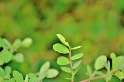 Close-up of plant