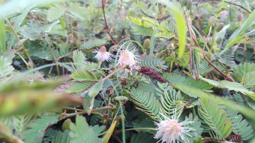 Close-up of plant