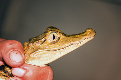 Cropped hand holding caiman