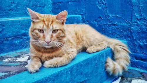 Portrait of ginger cat sitting on steps against blue wall