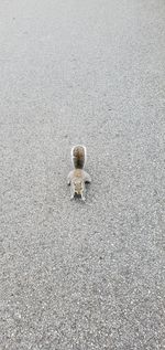 High angle view of bird on road