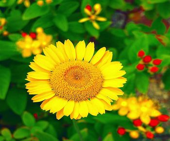 Close-up of yellow sunflower