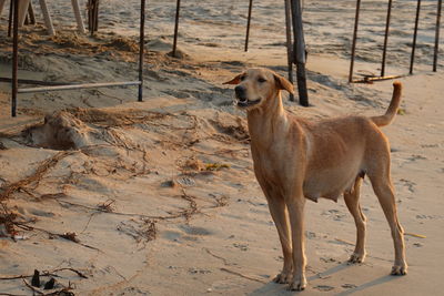 Dog standing on beach