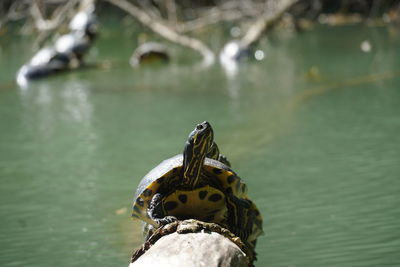 Close-up of turtle 