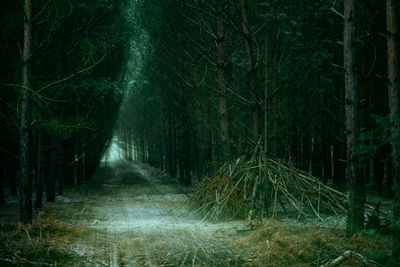 Trees in forest at night