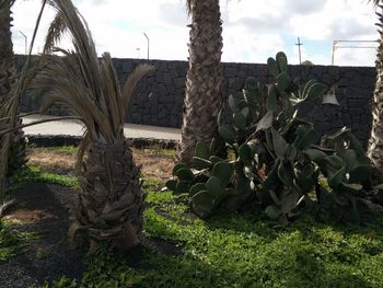 Cactus plants in greenhouse against sky