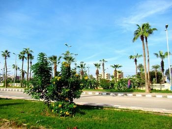 Palm trees by road against sky