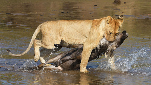 Full length of a cat drinking water