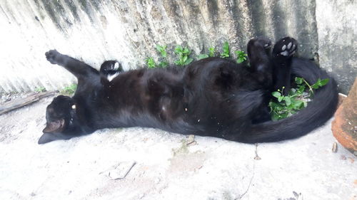 Close-up of black dog lying down