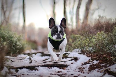 Dog at park