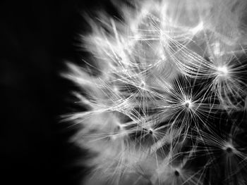 Close-up of dandelion flower