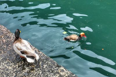 High angle view of ducks in lake