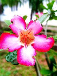 Close-up of pink day lily blooming outdoors