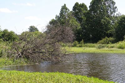 Scenic view of river with trees in background