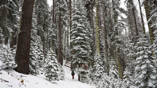 Trees in forest during winter