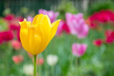 Close-up of pink tulip