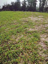 Scenic view of field