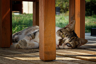 Cat sleeping