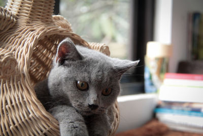 Close-up portrait of a cat