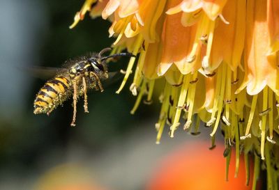 Close-up of bee pollinating flower