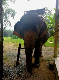 Rear view of elephant standing on land