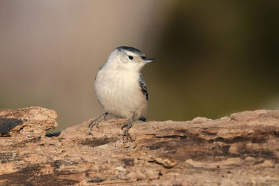 Close-up of bird perching on rock