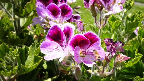 Close-up of purple flowers blooming outdoors