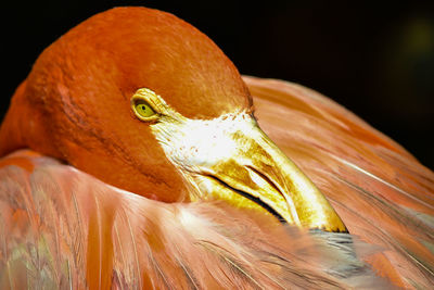 Close-up of bird against black background