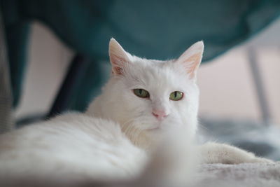 Close-up portrait of a cat