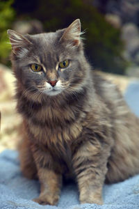 Close-up portrait of a cat