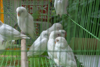 The hong kong bird market in yuen po bird garden on kowloon