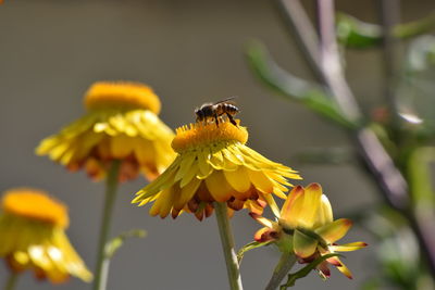 Bee pollinating on yellow flower