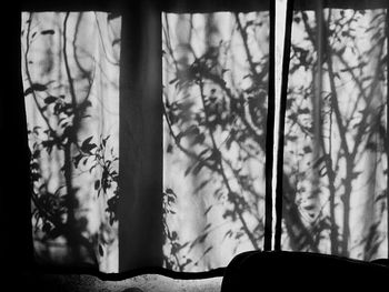 Trees seen through curtain at home