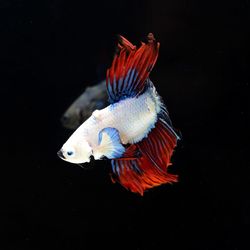 Close-up of fish swimming in sea against black background