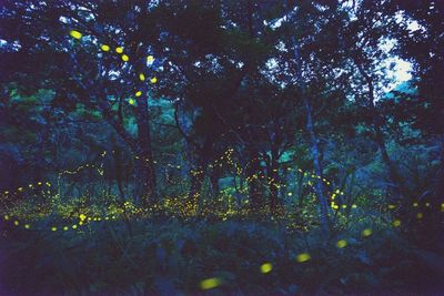 Full frame shot of trees in forest