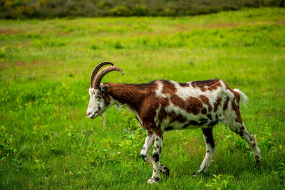 Goat grazing on the heath