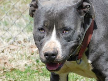 Close-up portrait of dog