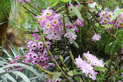 Close-up of purple flowers blooming outdoors