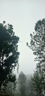 Low angle view of trees in forest against sky