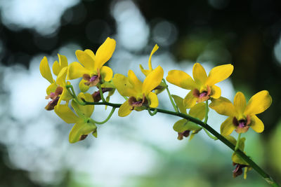 Close-up of yellow flowers