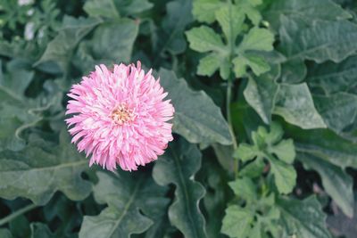 Close-up of pink flower blooming outdoors