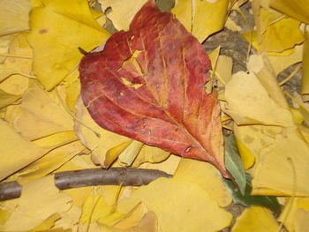 Close-up of maple leaves fallen on yellow leaf during autumn
