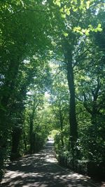 Scenic view of trees