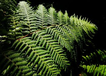 Close-up of fern leaves