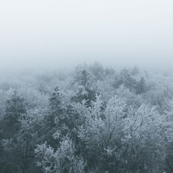 Trees on snow covered landscape in foggy weather