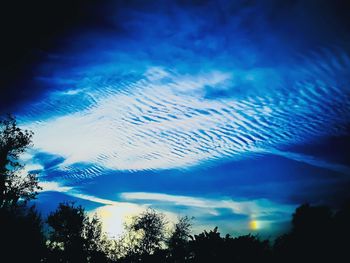 Low angle view of trees against sky at night